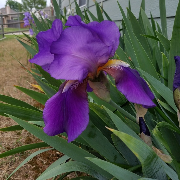 Meet your Posher, Janet - Picture 1 of 1